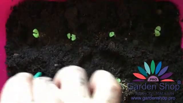 Как се сади босилек от семена за 35 дни смотреть онлайн