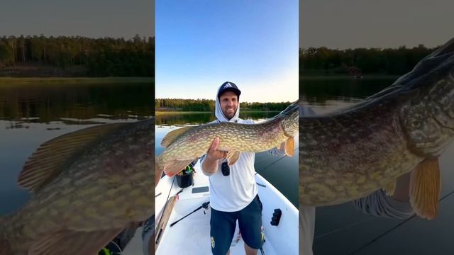 Love summer fishing 🔥🚨 #fish #fishing #pike #animals смотреть онлайн