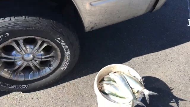Skipjack and tackle talk at Barkley Dam. Easy to catch catfish bait. смотреть онлайн