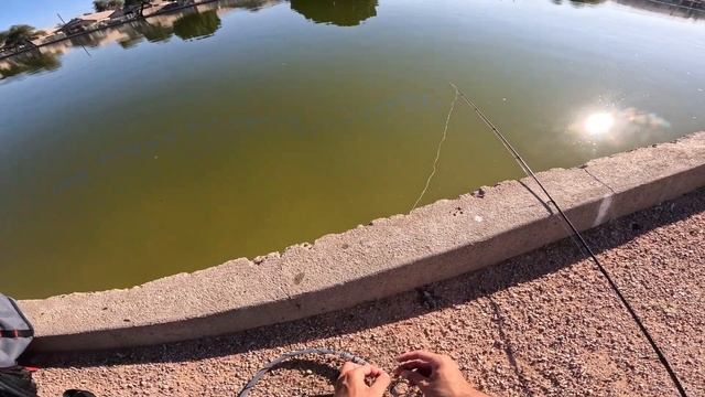 Carp Fishing At A New Pond?!