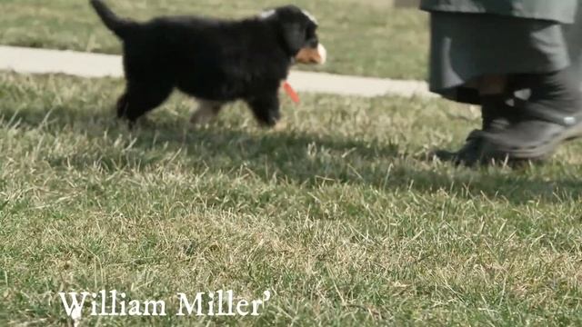 William Miller's Bernese Mountain Dog Puppies смотреть онлайн