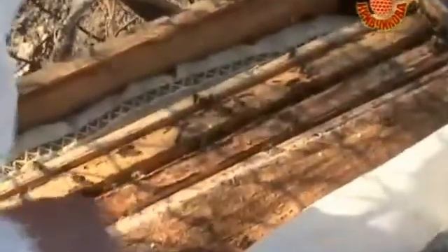 Кривчиков #2 Срезаем открытые маточники смотреть онлайн