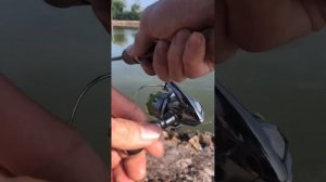 Shimano Stella 1000
