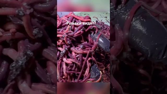 Рыболовный сезон 2024 #shortsvideo #дендробена #разведение #fishing #бизнесснуля #вобла смотреть онлайн