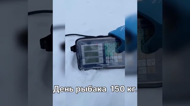 РК «Чайка» ЗАРЫБЛЕНИЕ НА ДЕНЬ РЫБАКА 150 кг. Отчёт каждый день смотреть онлайн