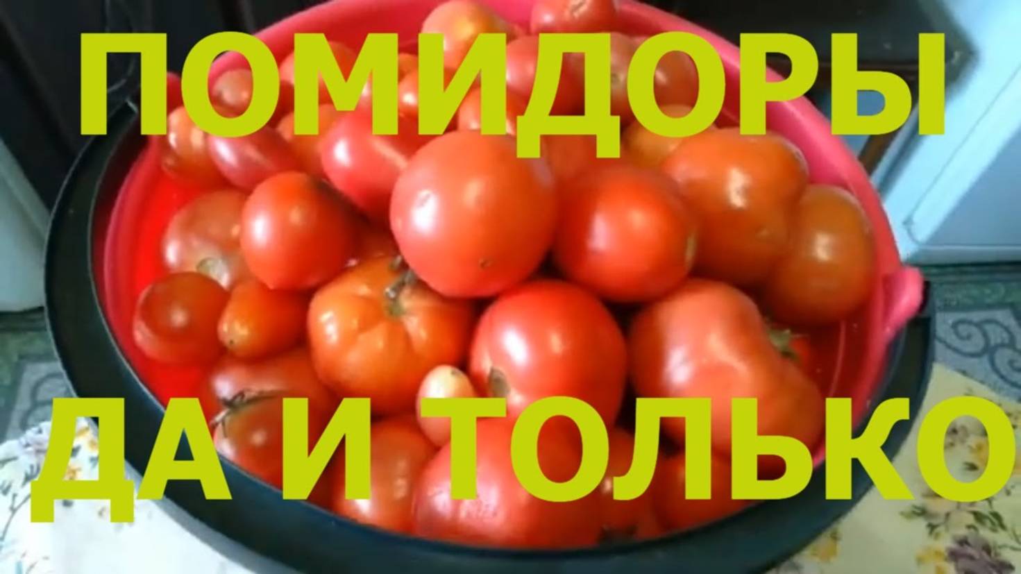 Помидоры свои домашние #potemkin3 Потемкин