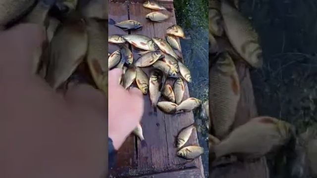 Рыбалка. сегодня с сыном были на рыбалке на плотном озере,наловили карасей и отпустили.выходны супе смотреть онлайн
