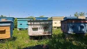 Где взять пчел? Рой пчел сам залетает в пустой улей.