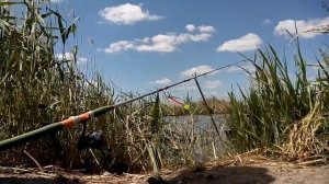 Сигнализатор поклевки