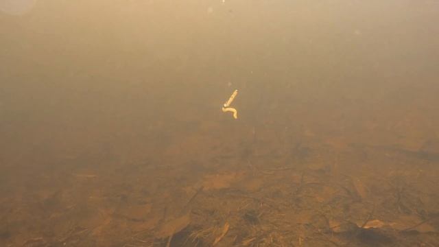 Sweetbaits | Підводне відео гри Приманки на ОКУНЯ та ПЛОТВУ смотреть онлайн