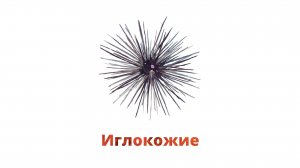 11. Иглокожие