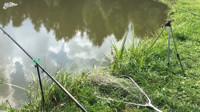 Рыбалка удалась, охота за линем и карпом. Кулинарный тайм, шикарно приготовили карпа. смотреть онлайн