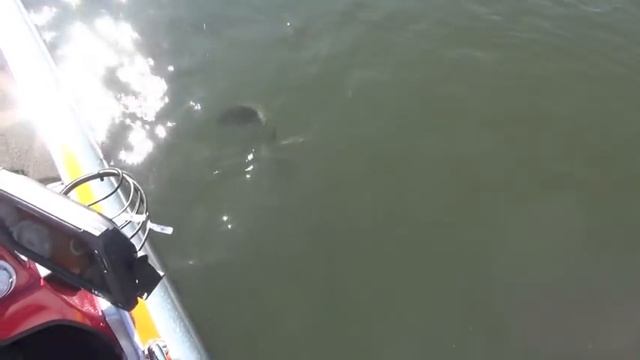 Randy and Ima Heli-P's смотреть онлайн