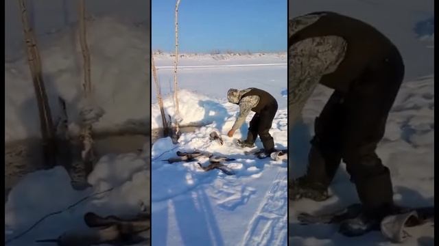#налим #поставьте_лайк #рыбалка #налим #фитиль #fishing #burbot #nature смотреть онлайн