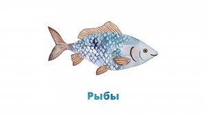12. Позвоночные. Рыбы