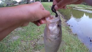 DAIWA LEGALIS LT 3000 catching pond bass with 4 inch zoom lizards