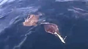 Рыбалка в Норвегии  Ловля палтуса   Fishing in Norway