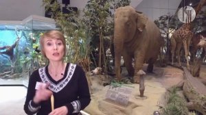 "Музеемания": Государственный Дарвиновский музей