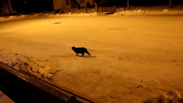 Кот снежинки ловит смотреть онлайн