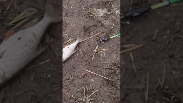 Выиграла маховая удочка... #рыбалка #fishing #караси #отдых #плотва смотреть онлайн