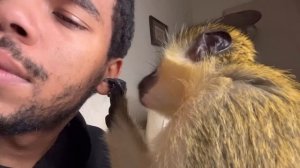 ASMR Monkey Grooming Oddly Satisfying Anxiety Relief Relaxing (Thabo And Ray)