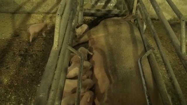 Поросята после родов,опороса смотреть онлайн