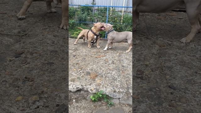 Эльзу достало половое созревание Степана, американские булли подростки. смотреть онлайн