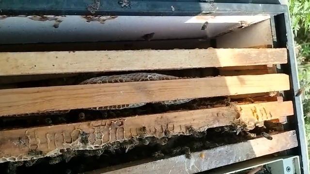 подсадка матки и.о. в пойманный рой смотреть онлайн