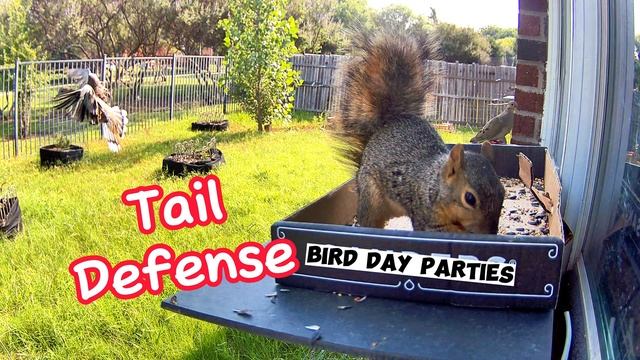 Teen Squirrel's Surprising Move Against Naughty Dove 😅😅 смотреть онлайн