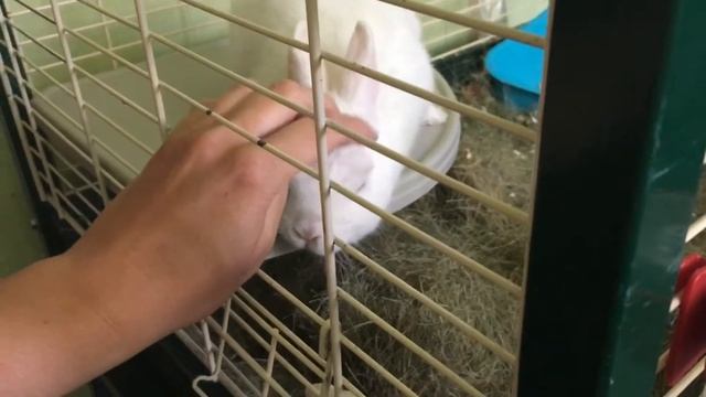 Розочка и минеральный камень смотреть онлайн