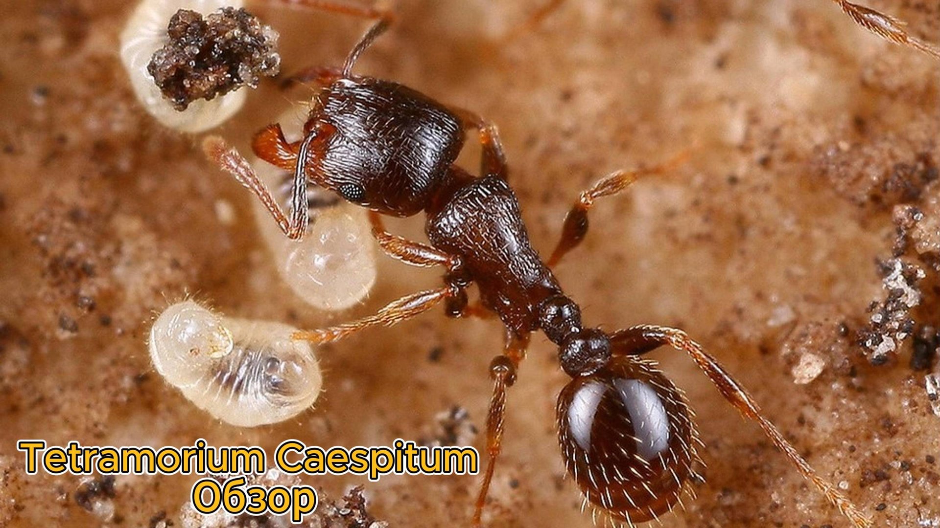 Муравьиная ферма ► Tetramorium Caespitum ► Обзор