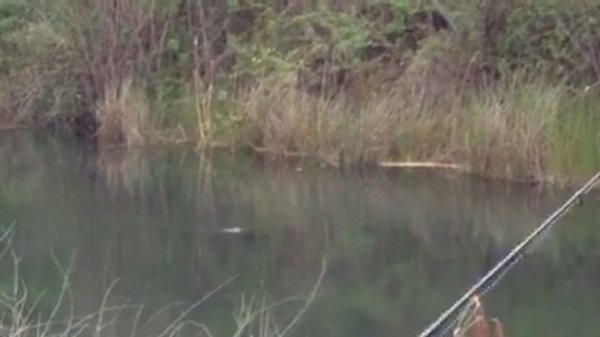 Jackall Boil Trigger