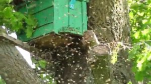 заход пчелиного роя в ловушку.