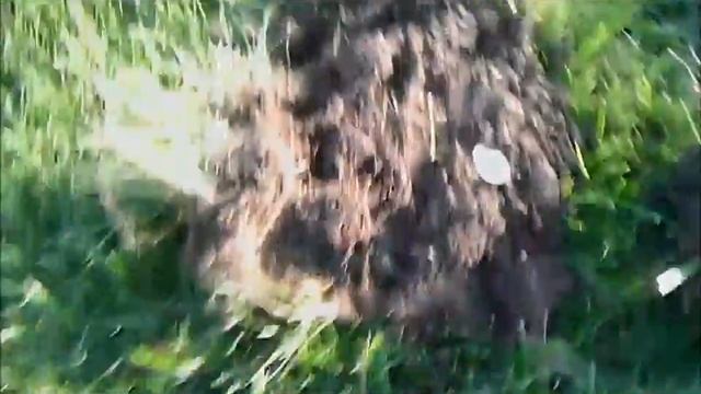 Michigan Metal Detecting New Excelerator 10x14 DD coil. смотреть онлайн