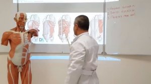 Эдгар Кафаров -Мышцы живота. Влагалище прямой мышцы живота.