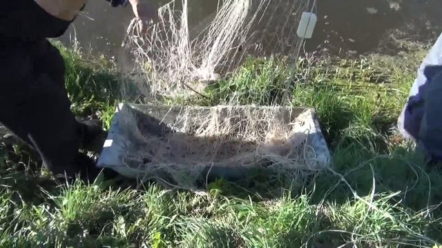 Весенний вылов рыбы сетью,наш пруд для разведения рыбы,карп,толстолобик. КФХ . смотреть онлайн
