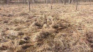 ДРЕВНЕЕ ПОСЕЛЕНИЕ У РУЧЬЯ. ПОИСК С МЕТАЛЛОИСКАТЕЛЕМ.