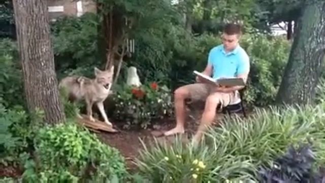 Max Hess : Le Loup et l'Agneau смотреть онлайн