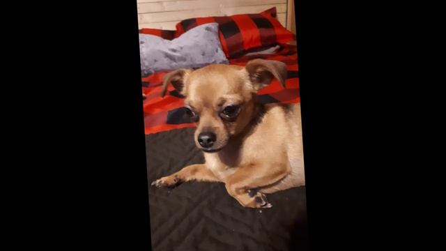 Tucker Petersen Chichuahua 8 смотреть онлайн