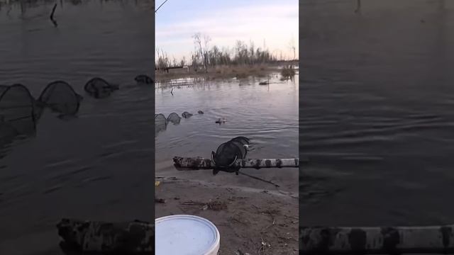 Язь клюёт на голый крючок😯🎣🐬#sorts #fishing смотреть онлайн