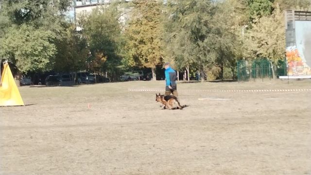 Atsel Hof MISTIKA +++ №28 / КЧК РОСТОВ-НА-ДОНУ 06 октября`24 Моно немецких овчарок