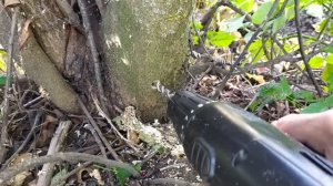 Как избавиться от американского клена на даче