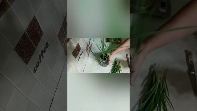 Луковое дерево Часть 2/ Зелена цибуля взимку на підвіконні Частина 2 смотреть онлайн