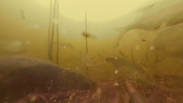 ВОТ оно настоящее лакомство для САЗАНА смотреть онлайн