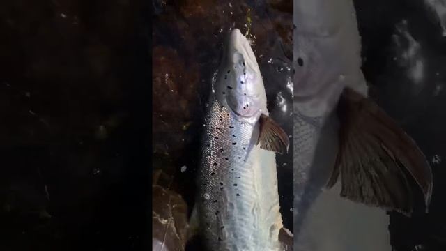 Ловля СЁМГИ на Кольском! #семга #кольский #нахлыст #йоканьга #flyfishing #рыбалка #ловлясемги #laks смотреть онлайн
