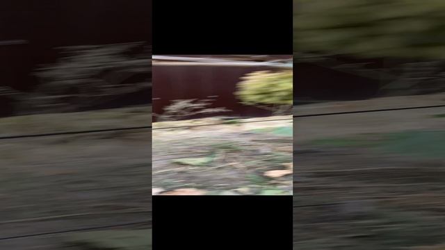 Птицы съели ягоду винограда