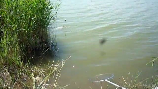 Александровка. Толстолоб, 17 мая 2013. смотреть онлайн