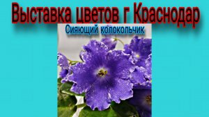 Выставка цветов г Краснодар.