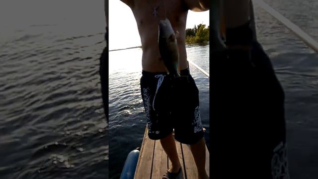 Ловля окуня на живца. смотреть онлайн