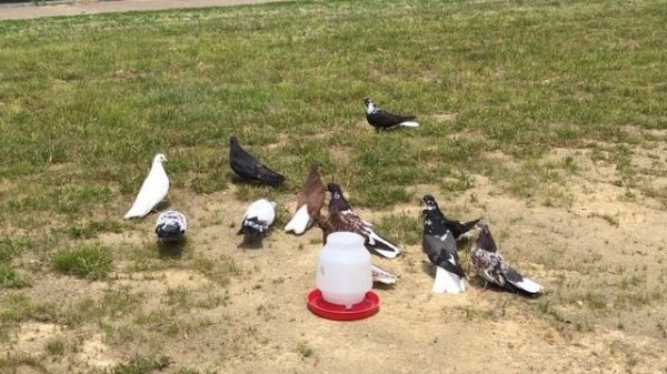 Николаевские голуби